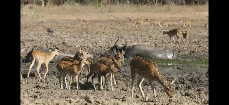 Chital (Axis axis) as shown in Planet Earth III - Freshwater